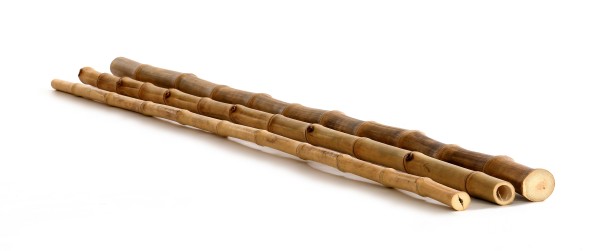 Bambusrohr Guadua - Robuste Bambusstangen - Bambus in Cartoon look